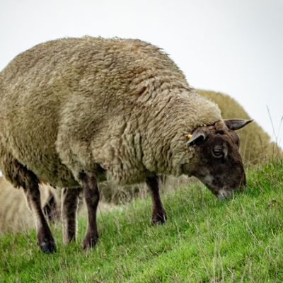 Aufzucht und Haltung