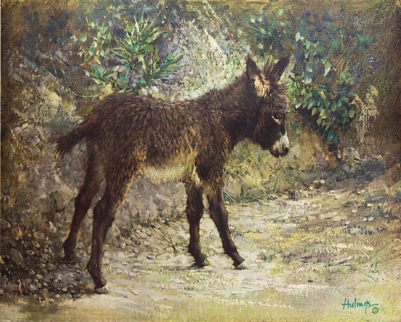 Elizabeth's Burro