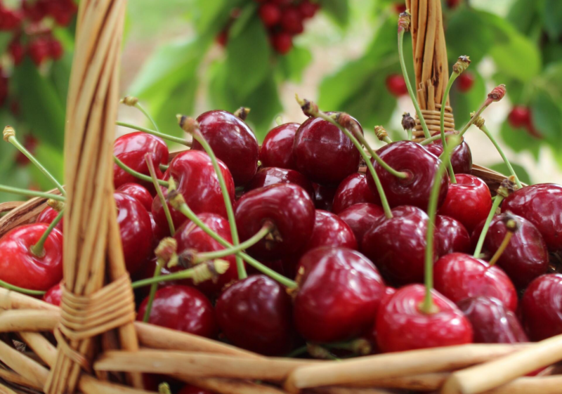 Panier Saison Fruits XL