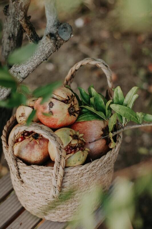 Panier Saison Légumes S