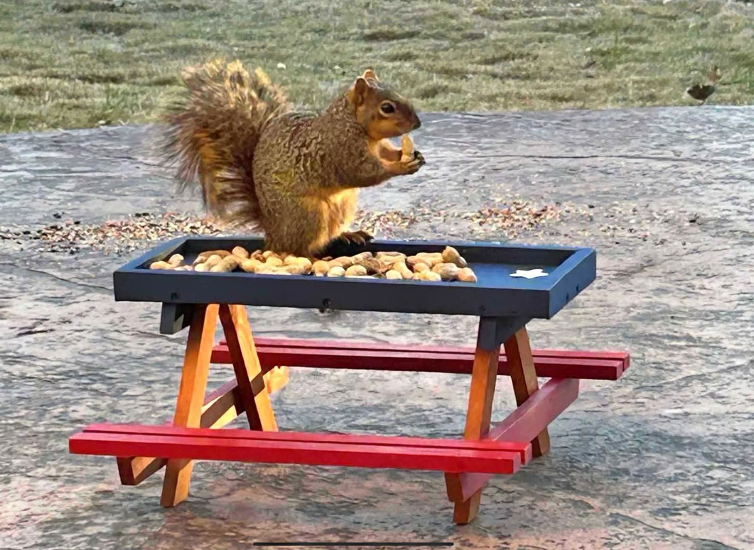CEDAR SQUIRREL/BIRD CHICK-A-NIC TABLE