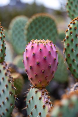 Prickly Pear Desert Balm Bar