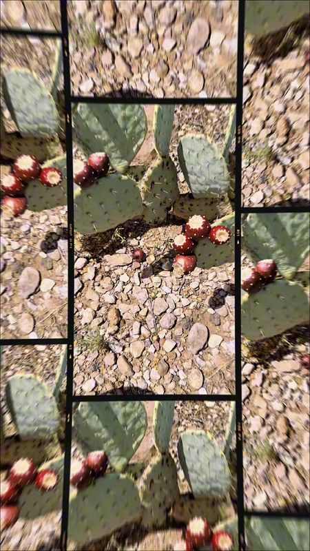 Prickly Pear Jelly