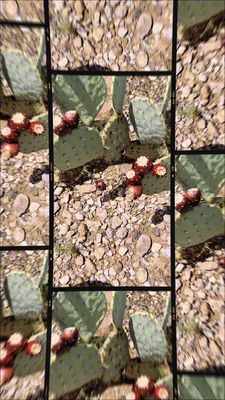 Prickly Pear Jelly