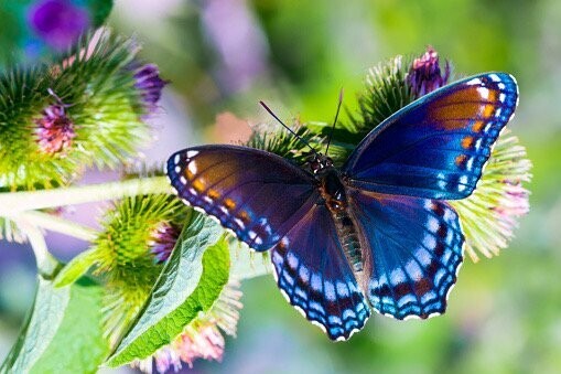 Butterfly Butter