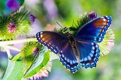 Butterfly Butter