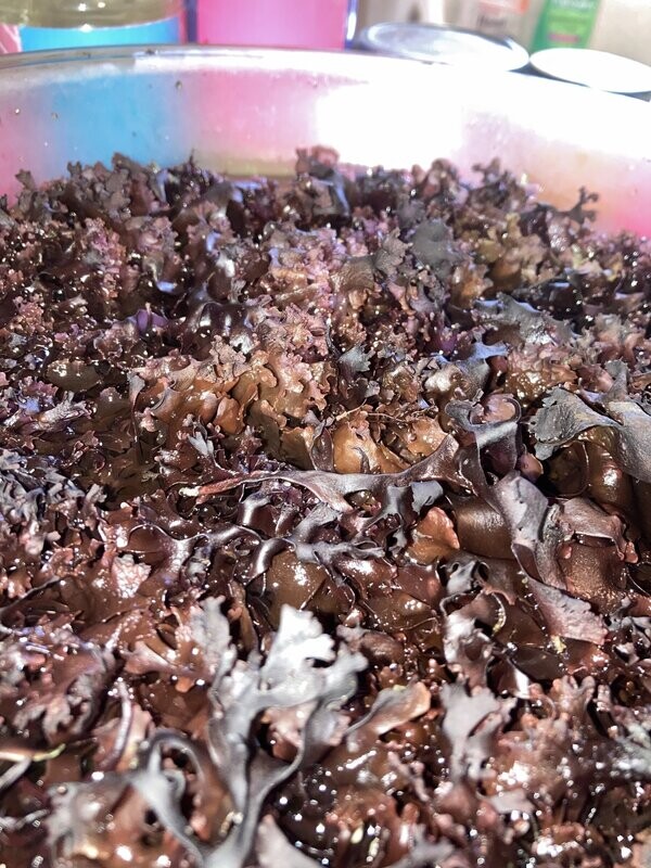 Wild Crafted Dried Sea Moss (Chondrus Crispus)