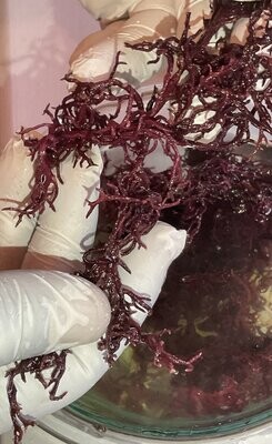 Wild Crafted Sea Moss PURPLE (Gracilaria)