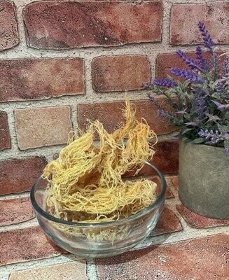 Wild Crafted Sea Moss GOLD (Gracilaria)