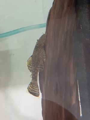 Bristle Nose brown spotted/calico pleco, adults 3 + inch unsexed