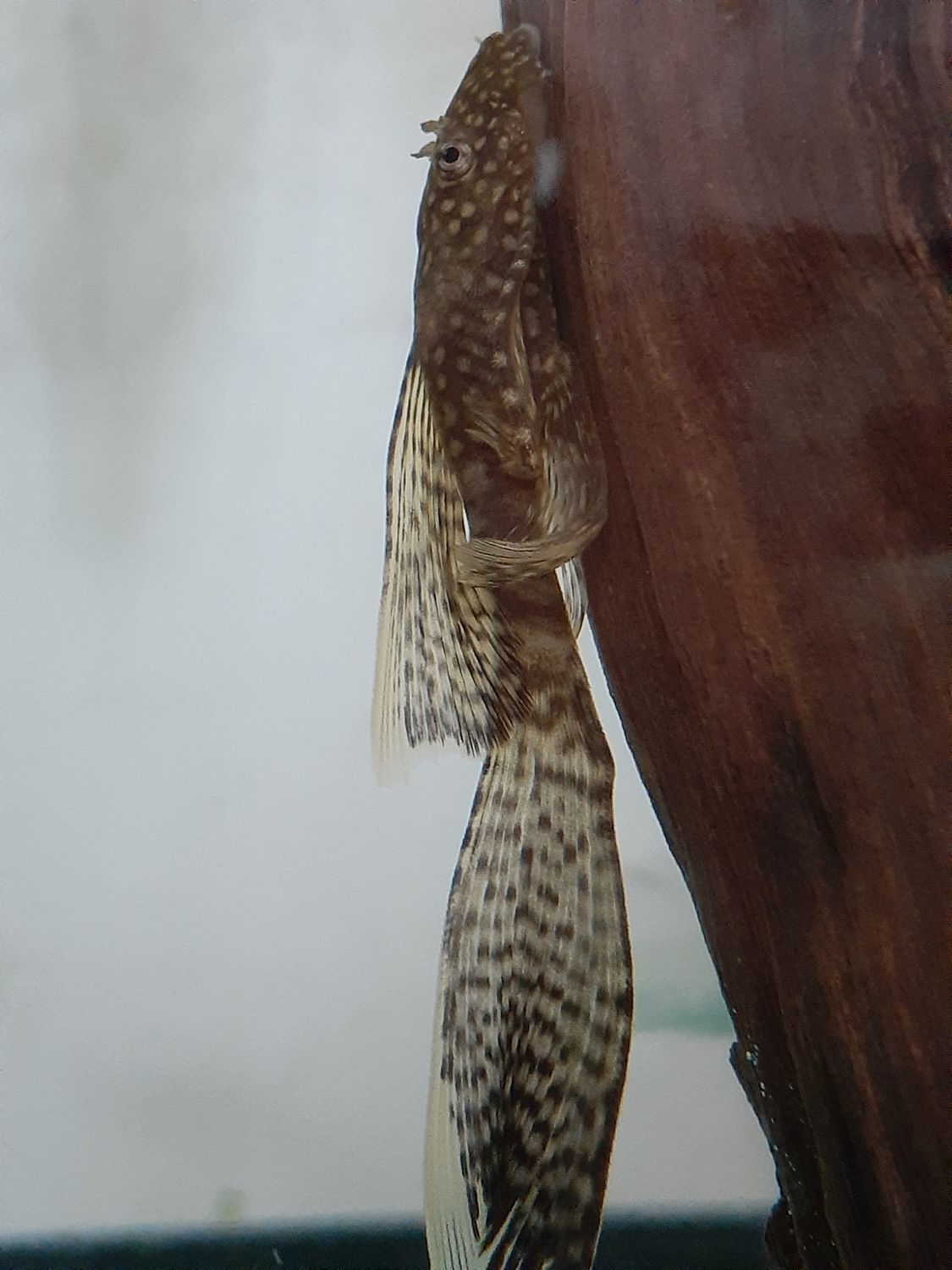 Bristle Nose Longfin Brown Spotted Whitetip pleco, adults 3 + inch unsexed