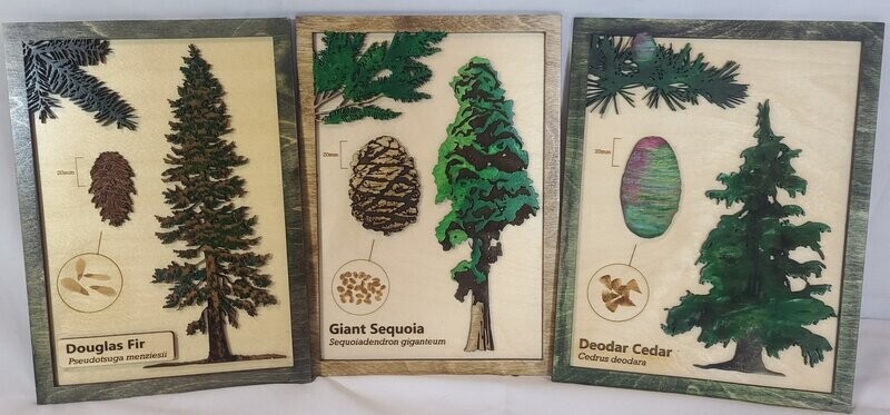 PNW Conifer Scientific Profile Pack