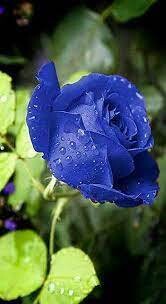 Blue Rose