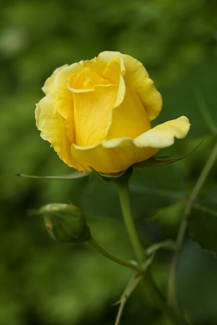 Yellow Rose