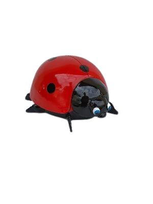 Coccinelles