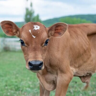 Rescue Calf Fund Help Rescue Calf Fund Help