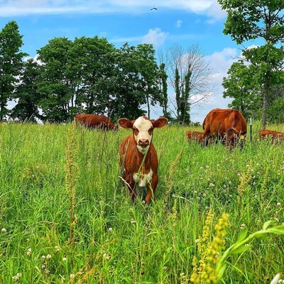 Calf Purchase Fund: Tyner Pond Farm's Mission