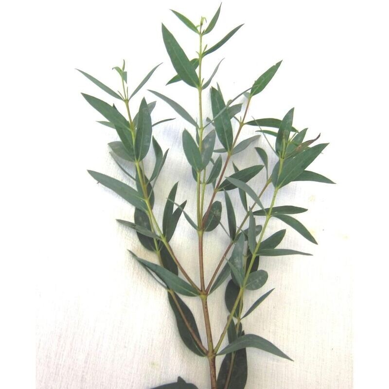 Eucalyptus Parvifloria