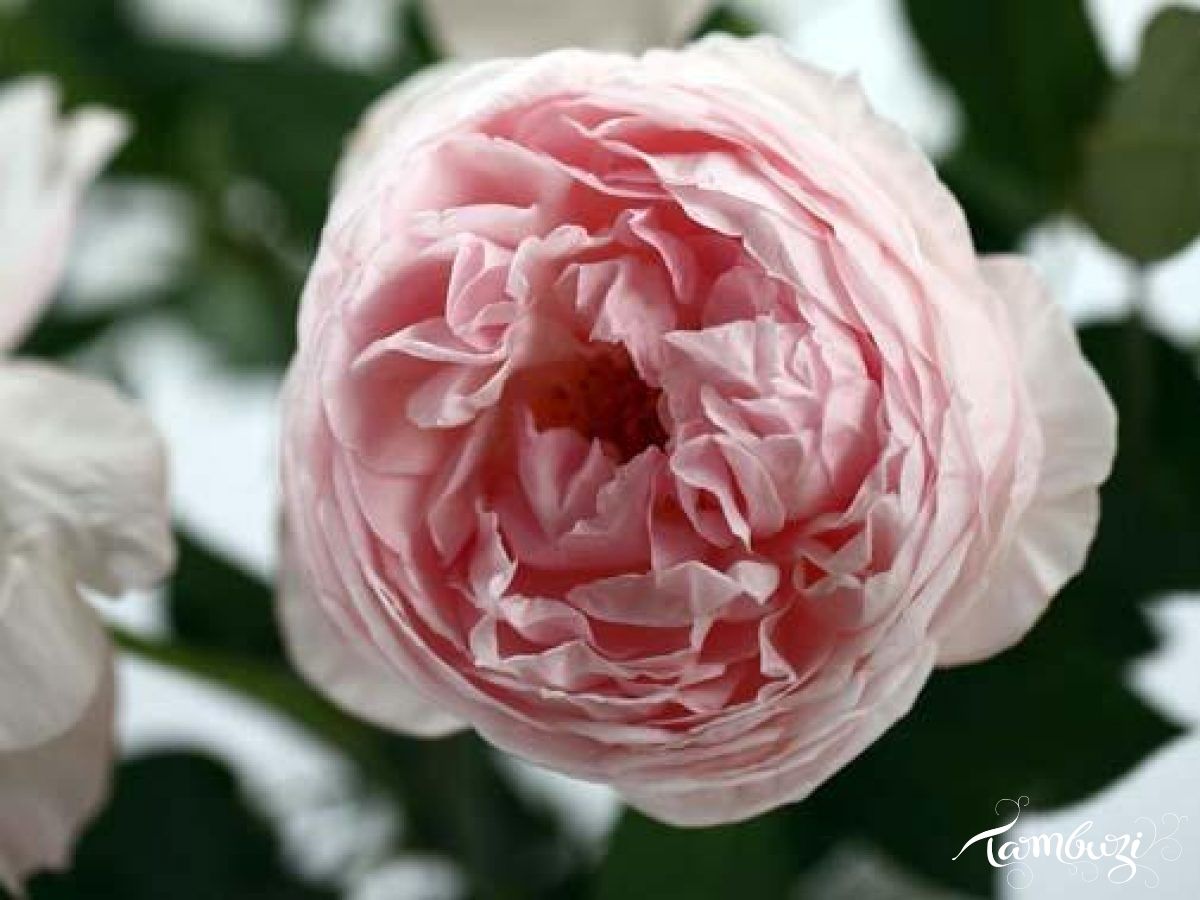 A Rose Like No Other A Rose Like No Other