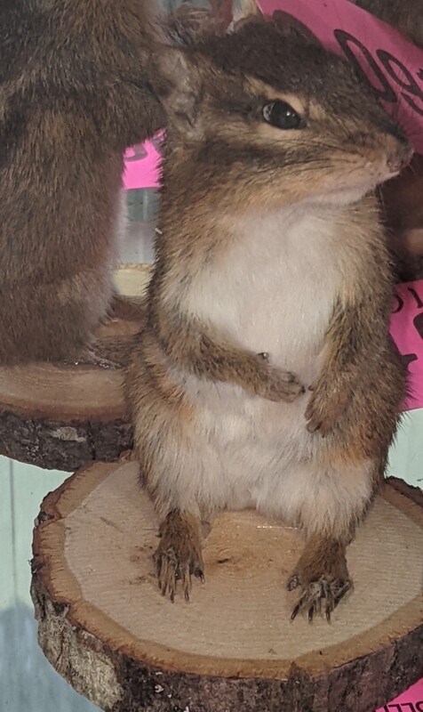 chipmunk