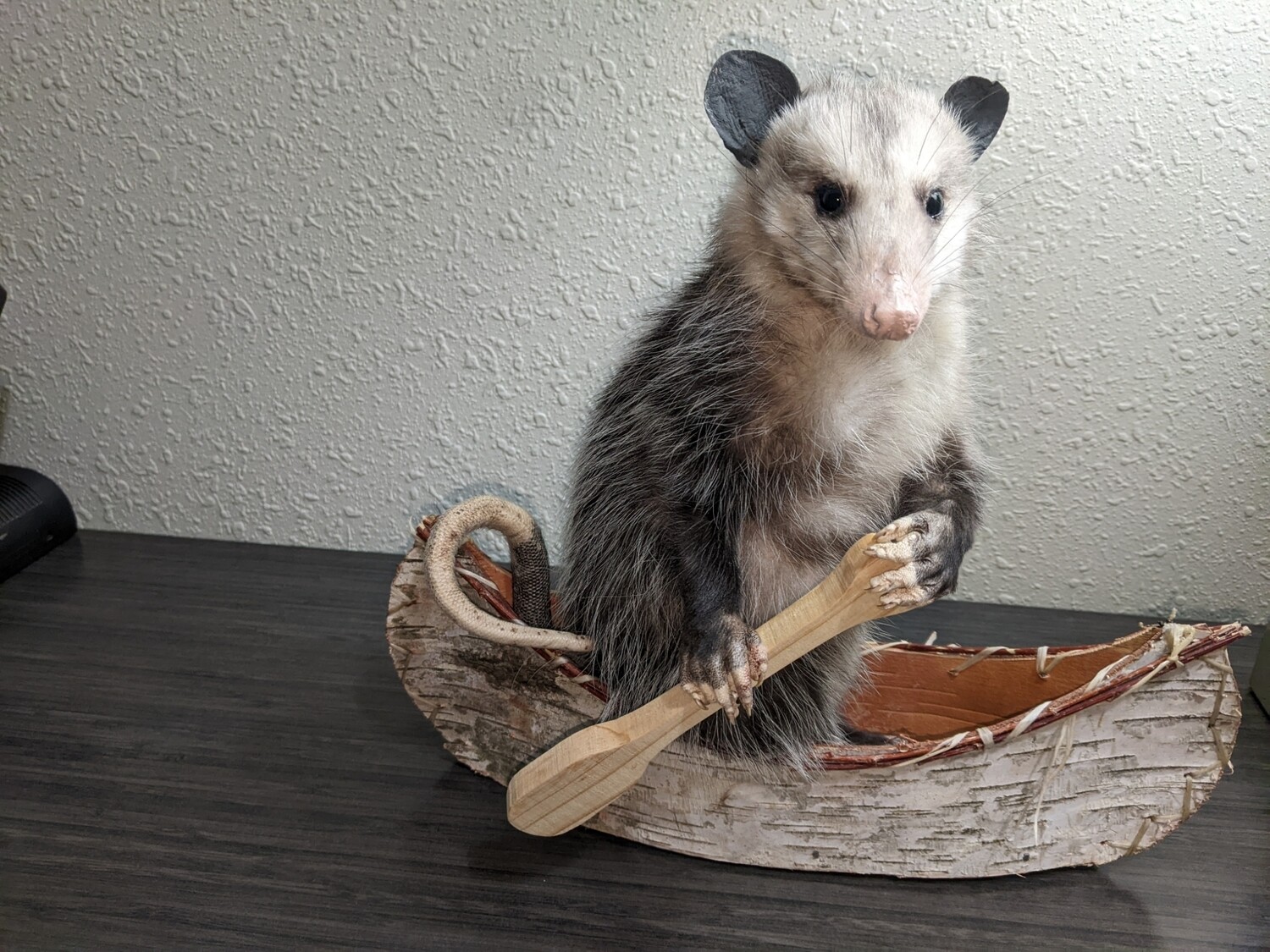 canoe possum