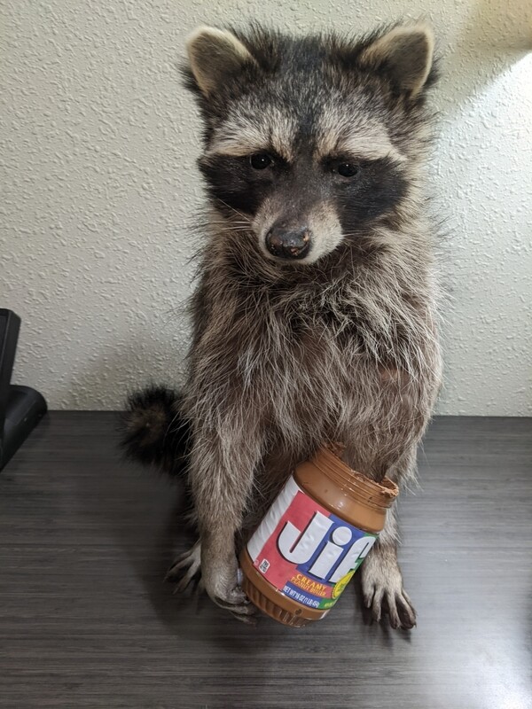 racoon
