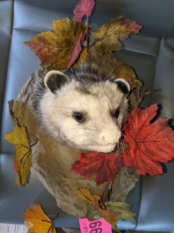 possum head face with wall decorative