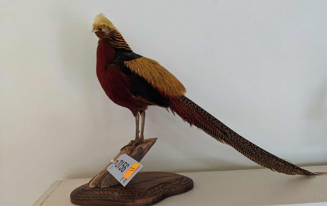 red golden pheasant