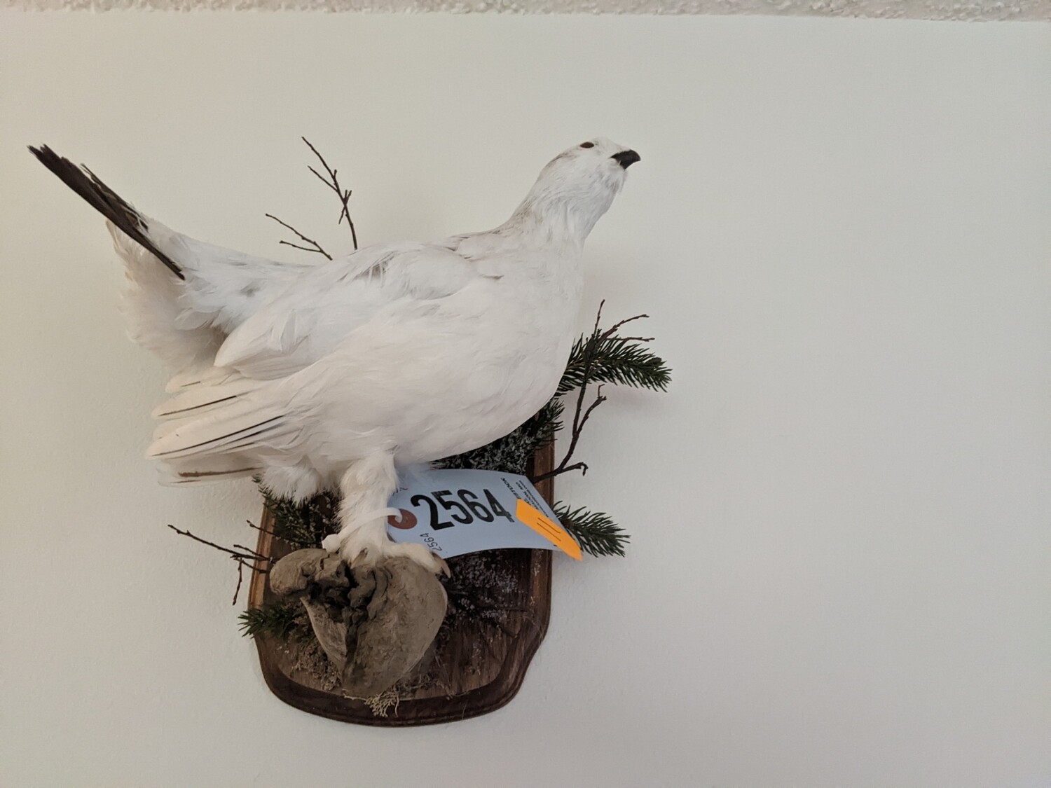 ptarmigan