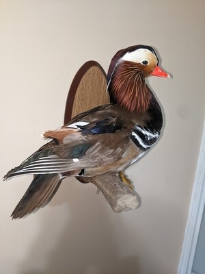 Mandarin duck