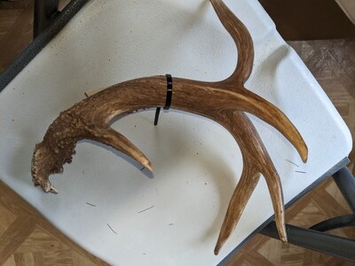 drop horn deer antler