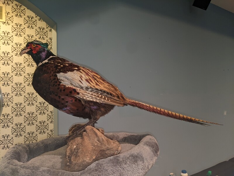 standing pheasant on Driftwood