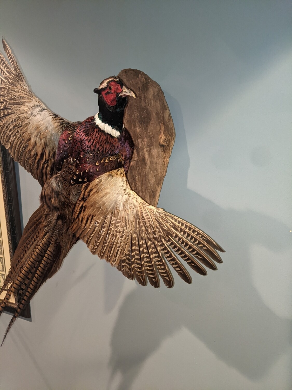 pheasant right turn on Driftwood