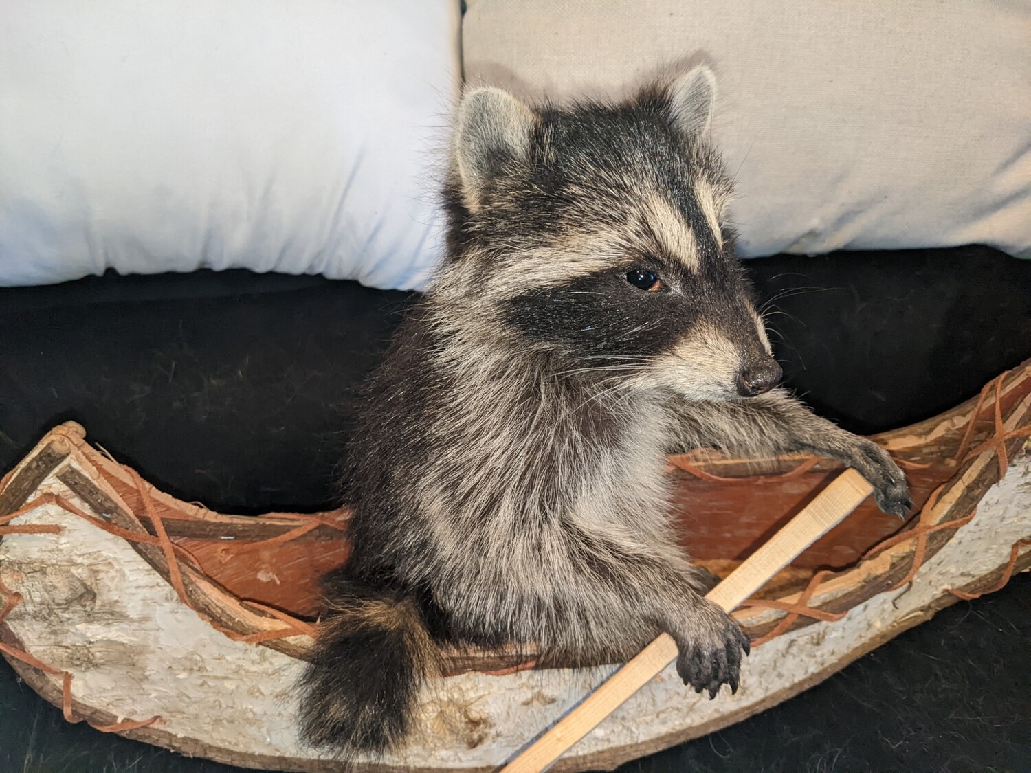 small raccoon in a canoe