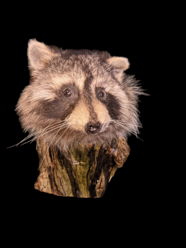 raccoon head popping out of a knot hole