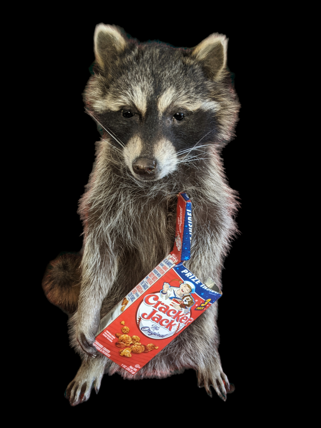 raccoon with cracker Jack box