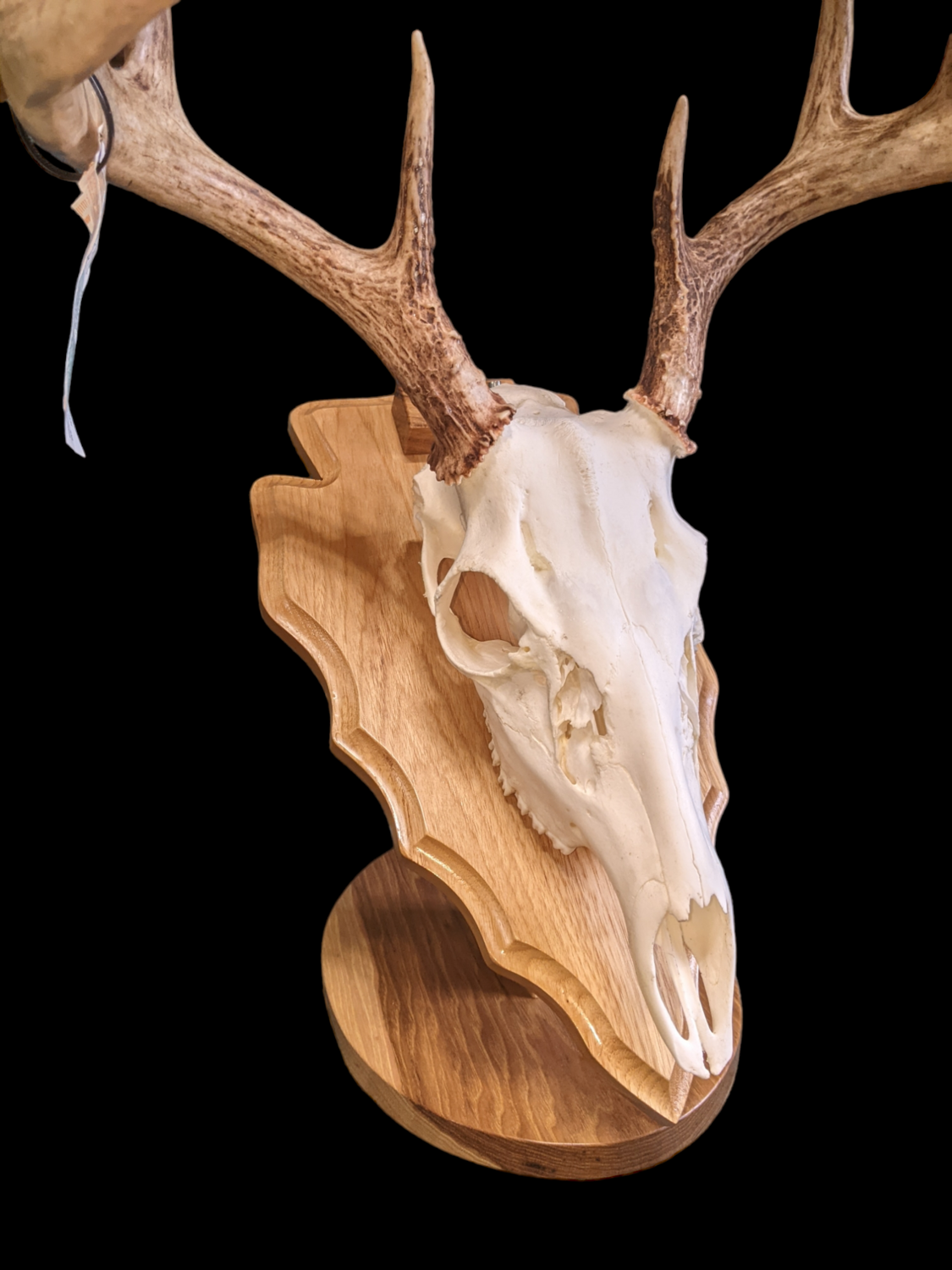 European deer head mount