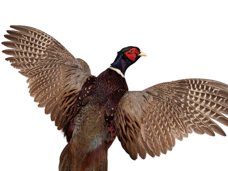 pheasant
