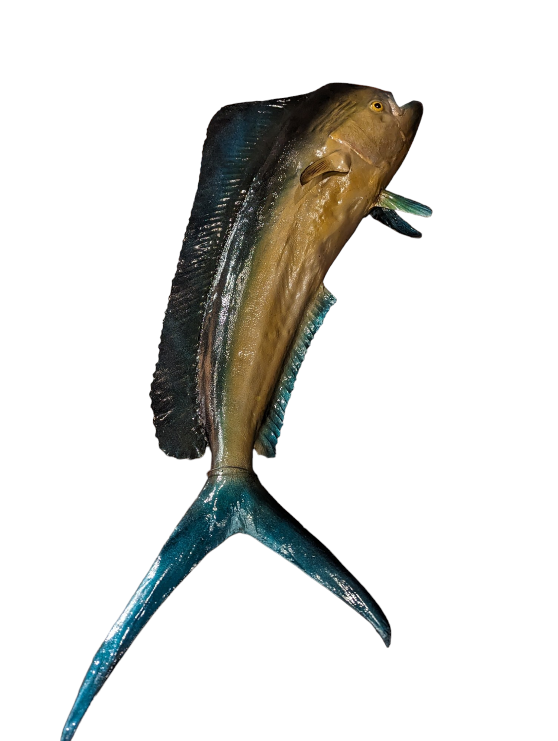 Real fish! Wahoo! Approximately 38 in wall mount