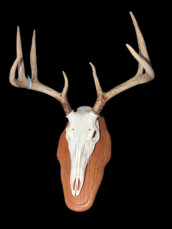 European mount whitetail deer