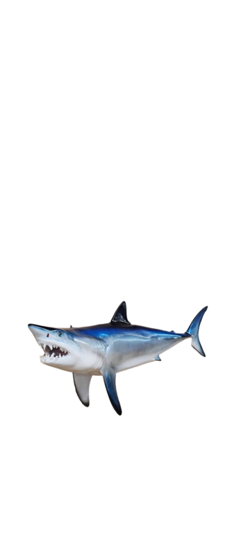 5ft Mako Shark Reproduction