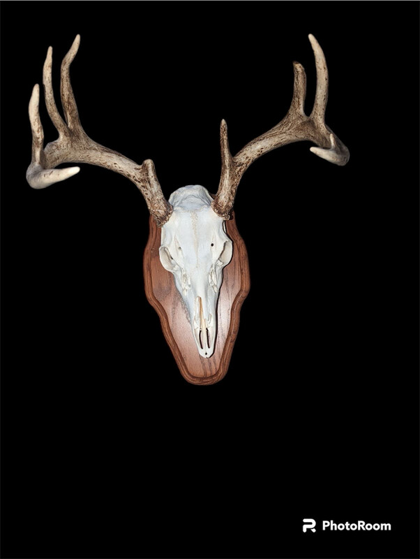 European whitetail deer skull mount