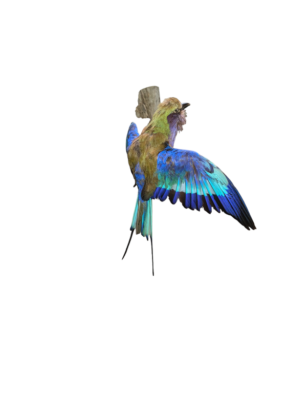 Beautiful European bird. Fully taxidermy mounted beautiful colors. Flying Mount on Driftwood