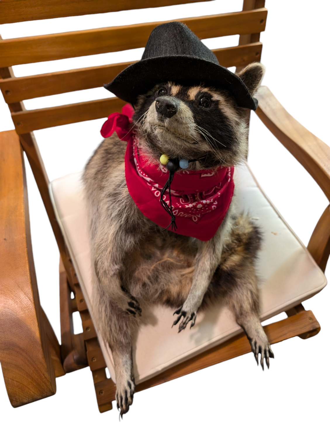 Large raccoon with cowboy scarf and hat