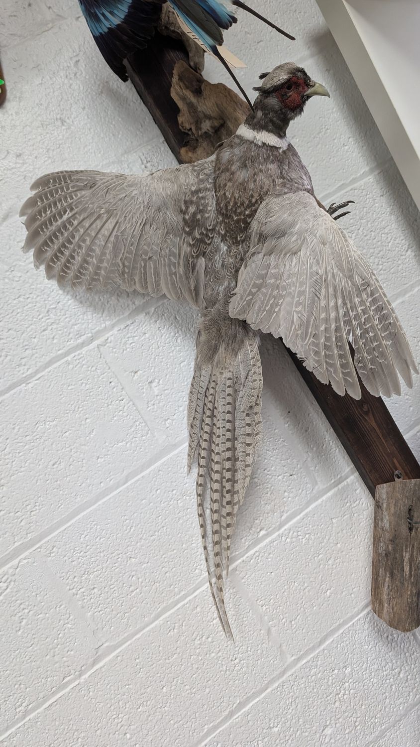 Pheasant flying Silver