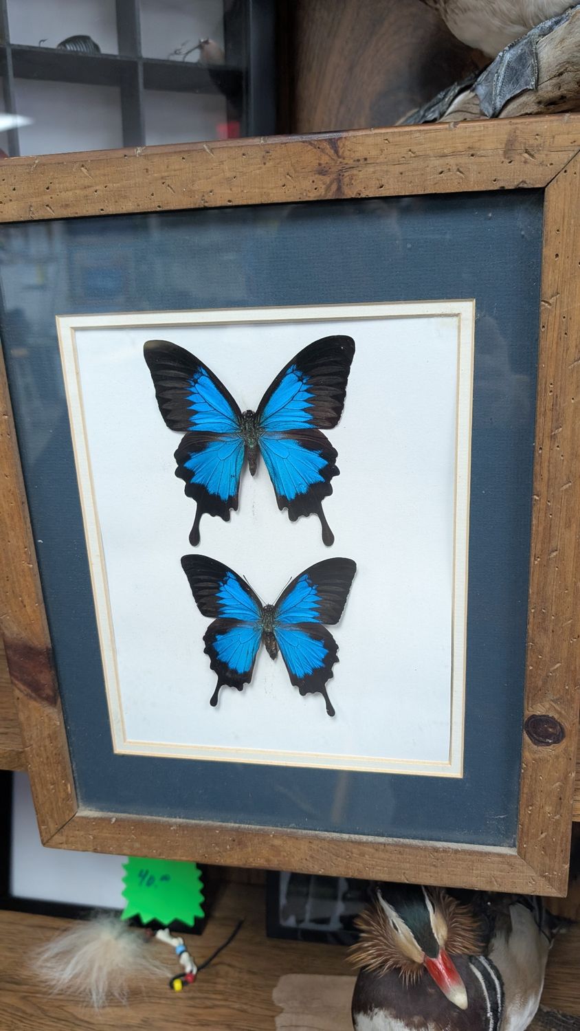 Butterfly farm raised Papilio Ulysses