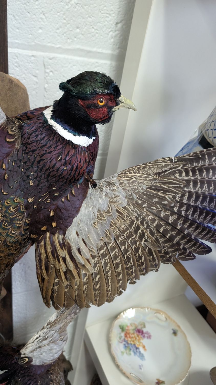 Pheasant flying rooster