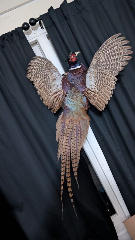 Farm raised pheasants