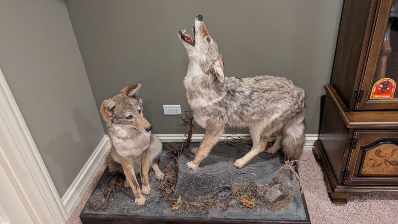 Howling coyotes
