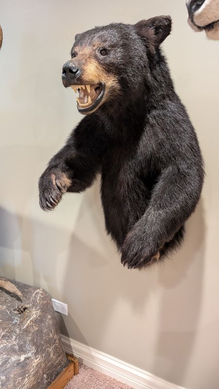 Half body black bear